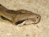 Colombian Boa (head closeup)