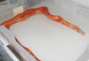 extreme hypo Honduran milksnakes breeding