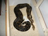 Colombian Boas breeding