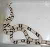 ghost Honduran milks breeding