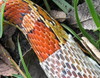 cornsnake shedding skin