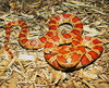 cornsnake