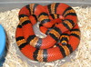 Honduran Milksnake (intermediate peach phase)