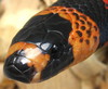 tricolor Honduran Milksnake (closeup)