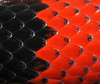 scales of Honduran milksnake(closeup)