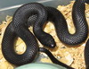 Mexican Black kingsnake(L.g.nigrita)