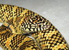 Brooks kingsnake(high-yellow phase)