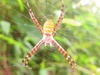 Spiders