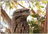 Tawny Frogmouth 1