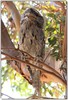 Tawny Frogmouth 2