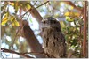 Tawny Frogmouth 3