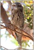 Tawny Frogmouth 4