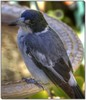 Grey butcherbird