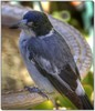 Grey butcherbird