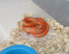 extreme hypo Honduran