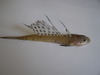 Any ideas what this fish is???