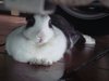 Cute Rabbit Tu Tu