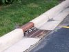 [Funny Animals] Raccoons' Window