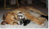 [Funny Animals] Happy Friends - Dog & Ferret