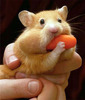 [Funny Animals] Carrot Hamster