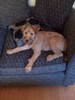 Seamus