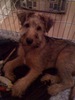Seamus