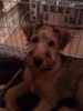 Seamus