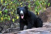 wild animal