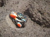 fiddler crab from Andaman Islands of India