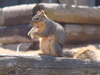 eating Squirrel