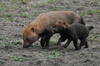 Bush dog, Speothos venaticus