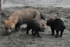 Bush dog, Speothos venaticus