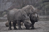 Indian Rhinoceros - Rhinoceros unicornis