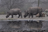 Indian Rhinoceros - Rhinoceros unicornis