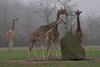 Baringo giraffes - Giraffa camelopardalis rothschildi