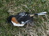 What is this bird -- Eastern Towhee (Pipilo erythrophthalmus)