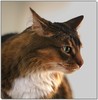 Cat profiles 1