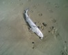 shark please identify- found on norfolk beach