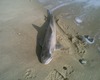 shark please identify- found on norfolk beach