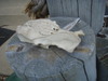 Found animal skull don't know what it is!