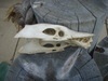 Found animal skull don't know what it is!