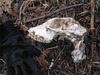 animal skull id