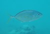 Carangoides bajad (Jumeirah Beach, Dubai, UAE)