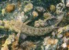 Istigobius decoratus (Jumeirah Beach, Dubai, UAE)