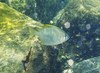 Monodactylus argenteus (Jumeirah Beach, Dubai, UAE)