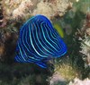 Pomacanthus maculosus (Jumeirah Beach, Dubai, UAE 1 Juv)