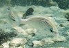 Scolopsis ghanam (Jumeirah Beach, Dubai, UAE 1)