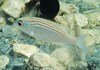 Scolopsis ghanam (Jumeirah Beach, Dubai, UAE 2)