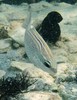 Scolopsis ghanam (Jumeirah Beach, Dubai, UAE 3)