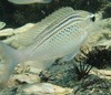 Scolopsis ghanam (Jumeirah Beach, Dubai, UAE 4)
